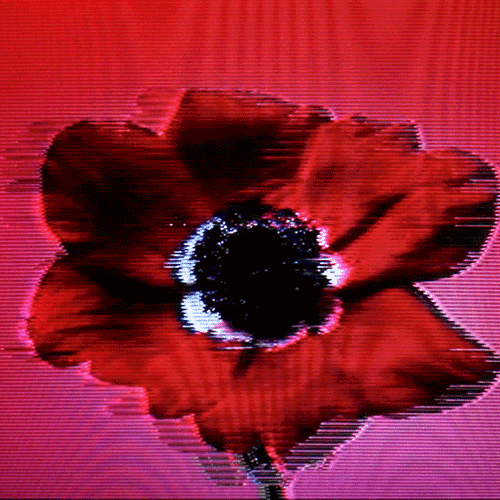 Flower 01 (animated)