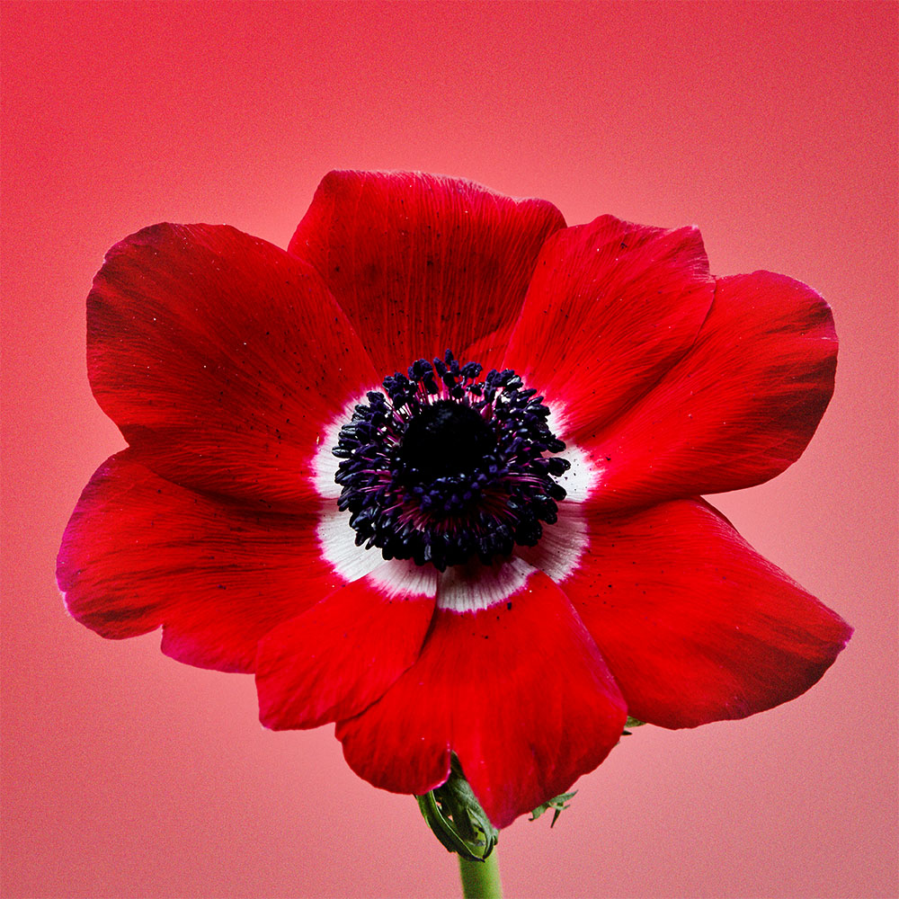 Flower 01