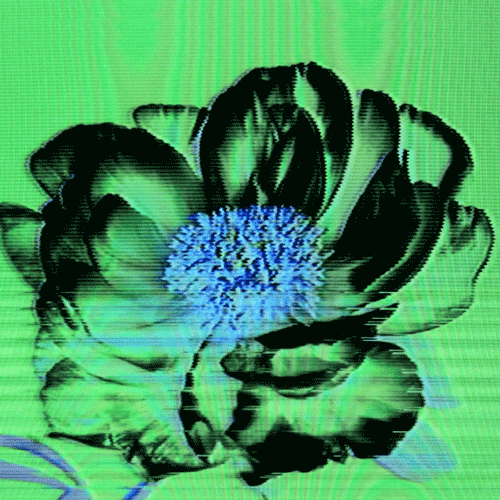 Flower 12 (animated)