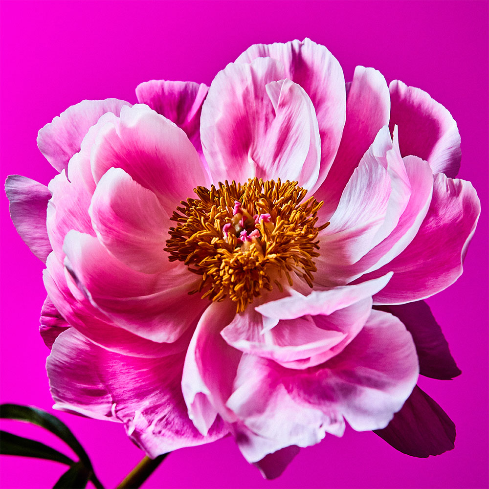 Flower 12