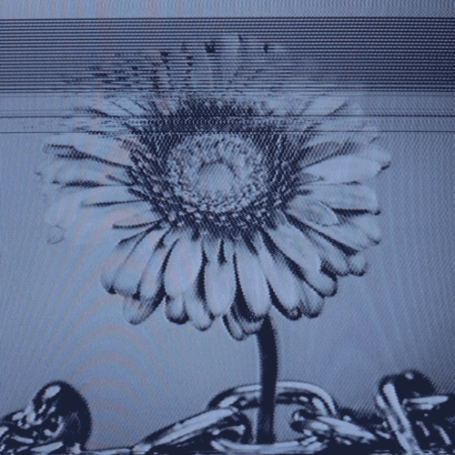 Flower 13 (animated)