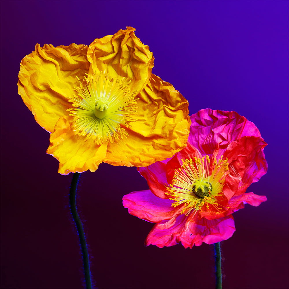 Flower 14