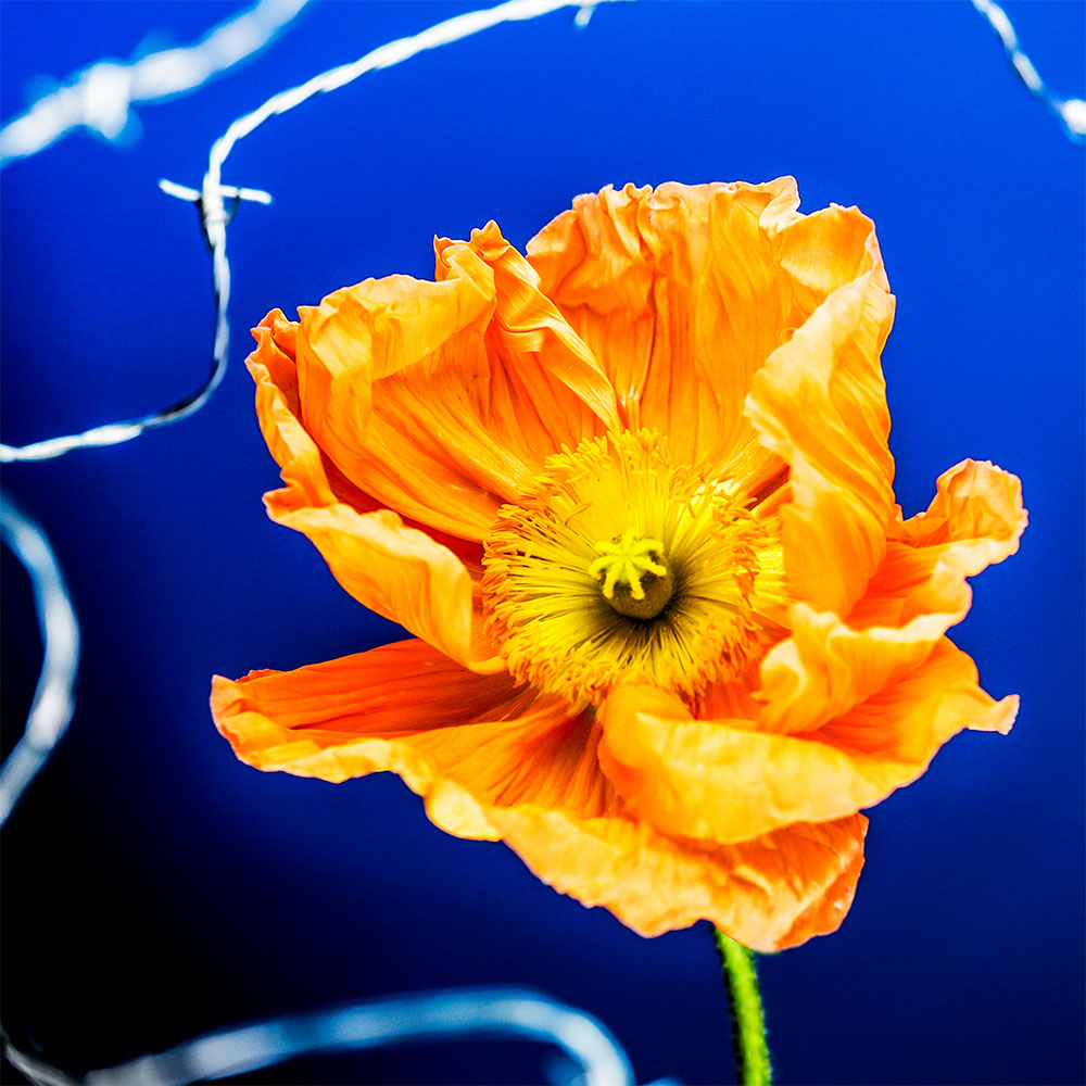 Flower 15