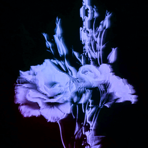 Flower 16 (animated)