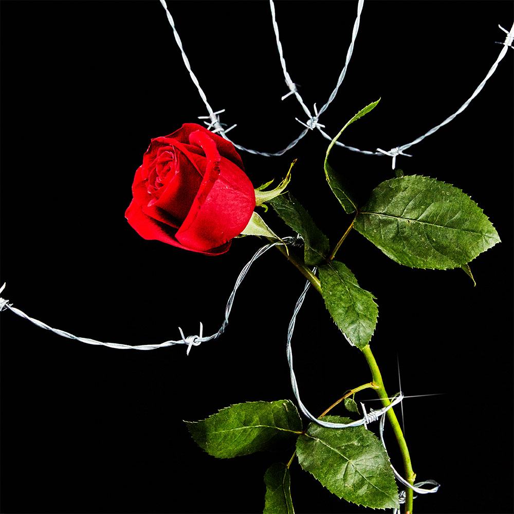 Flower 17