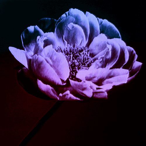 Flower 19 (animated)