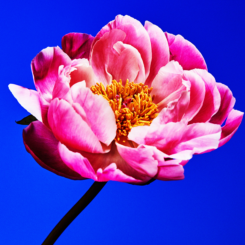 Flower 19