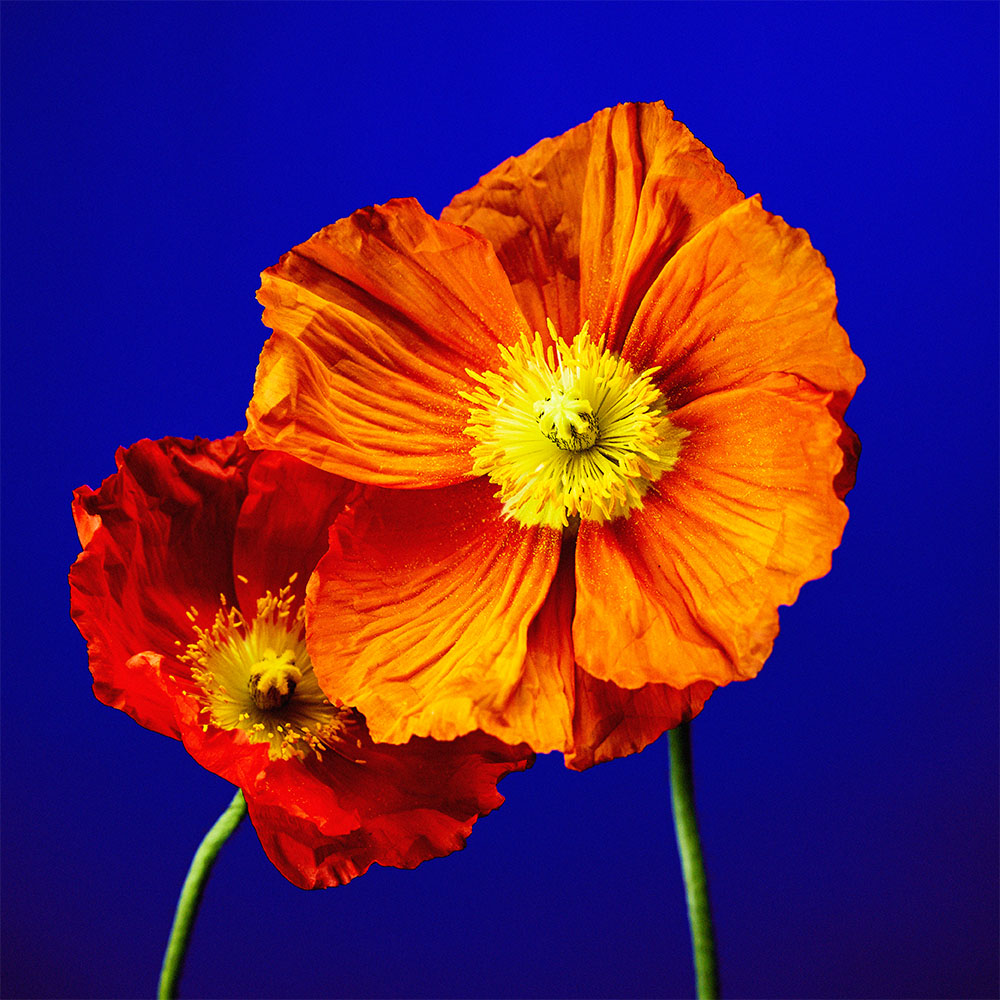 Flower 02