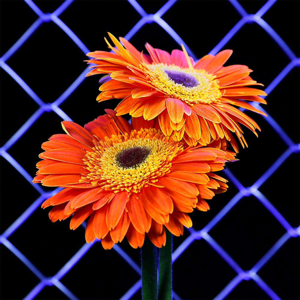 Flower 20