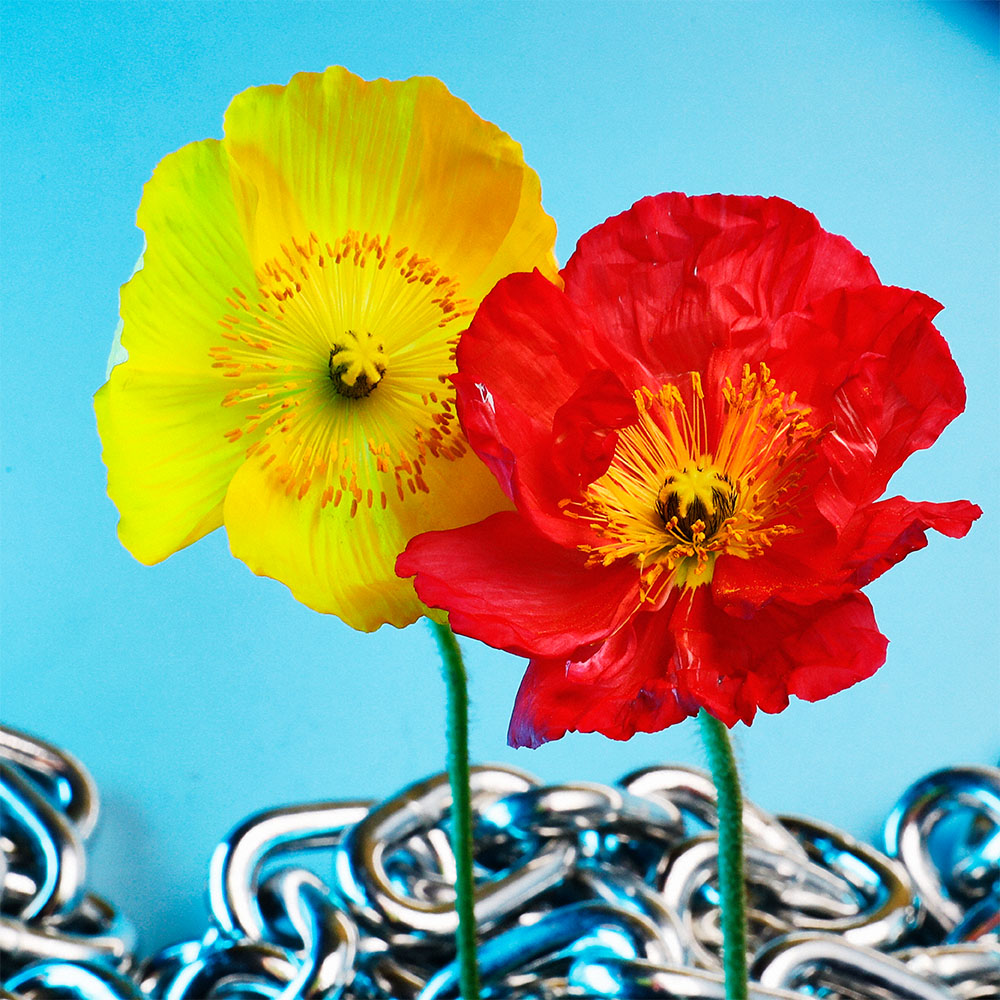 Flower 21