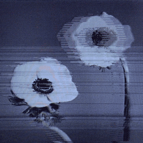 Flower 23 (animated)