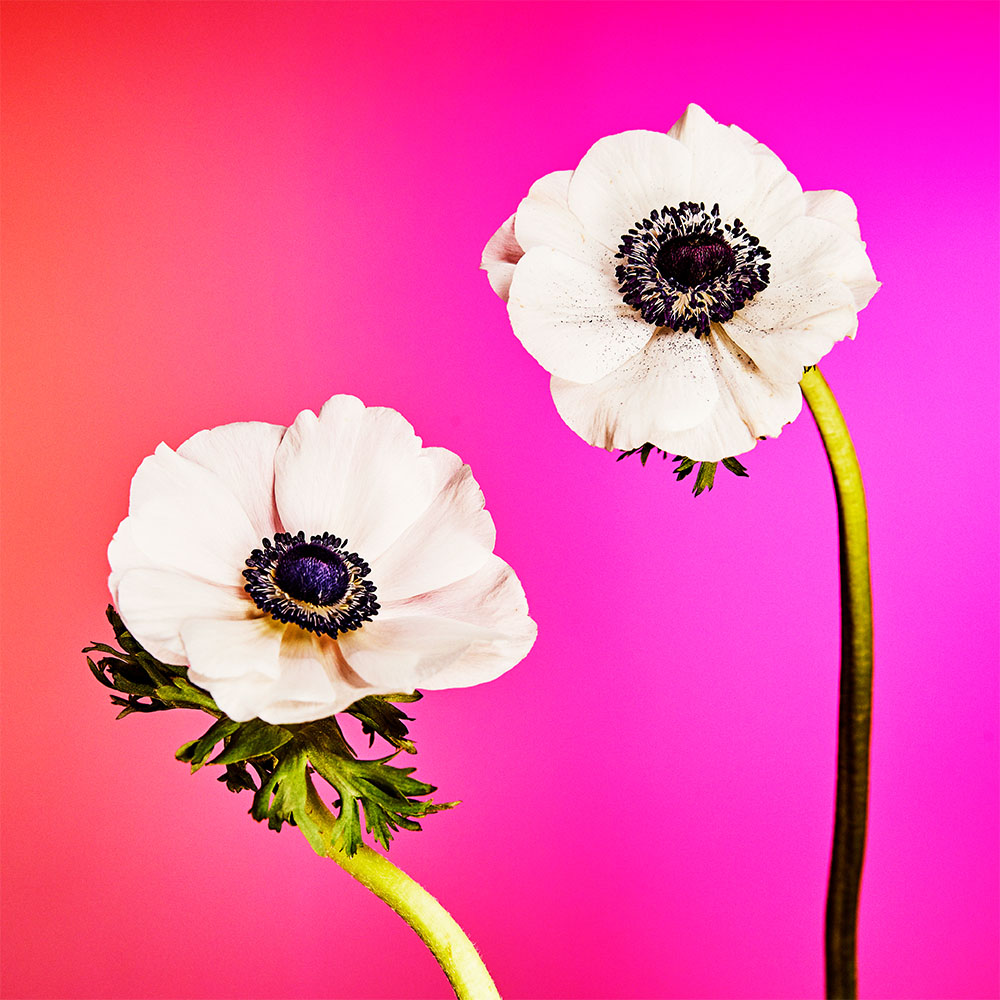 Flower 23