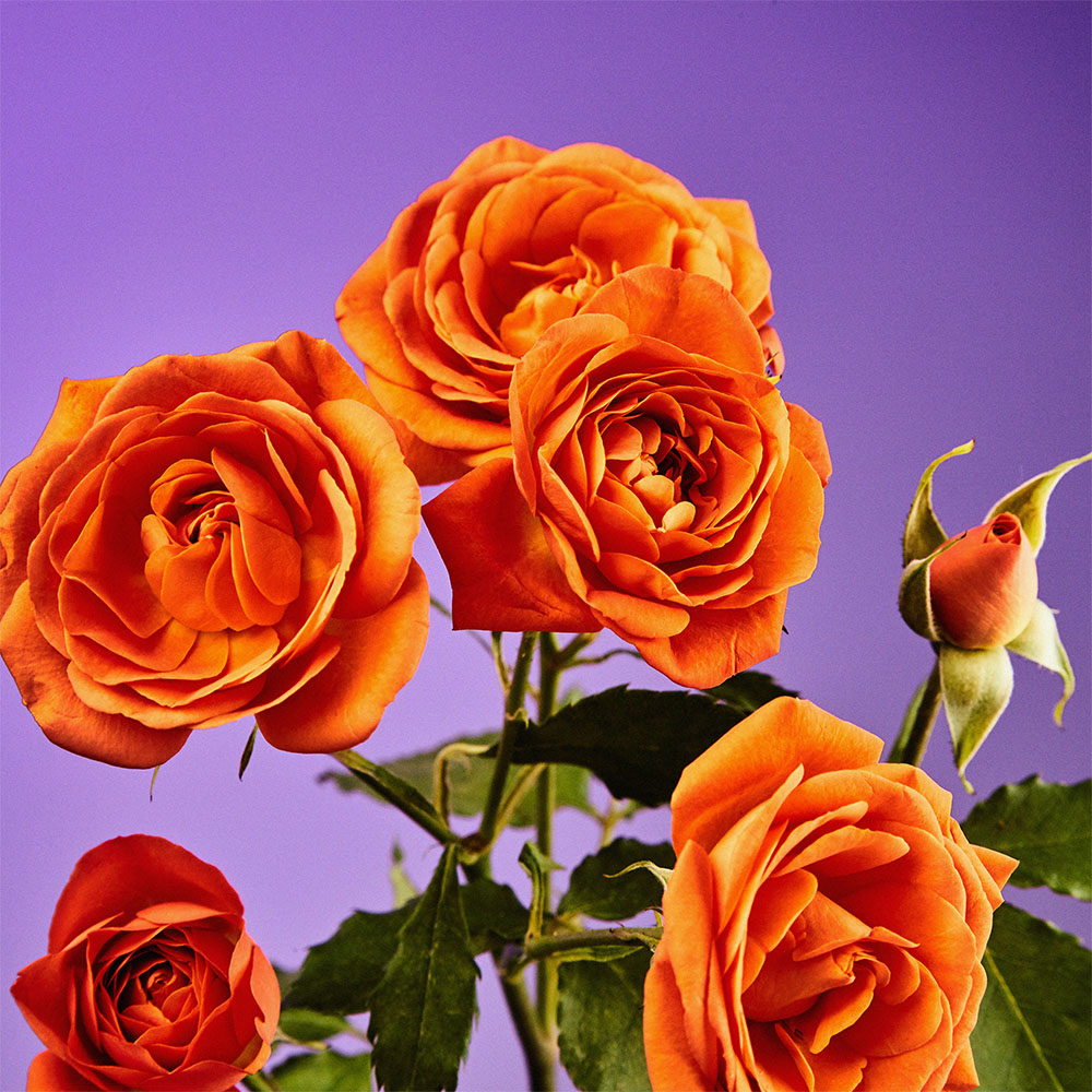 Flower 24