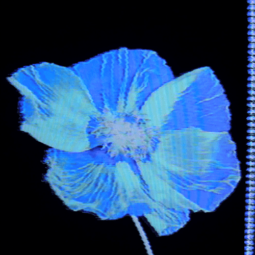 Flower 25 (animated)