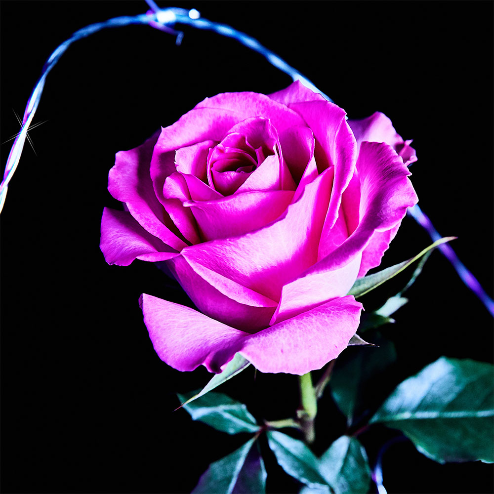 Flower 26