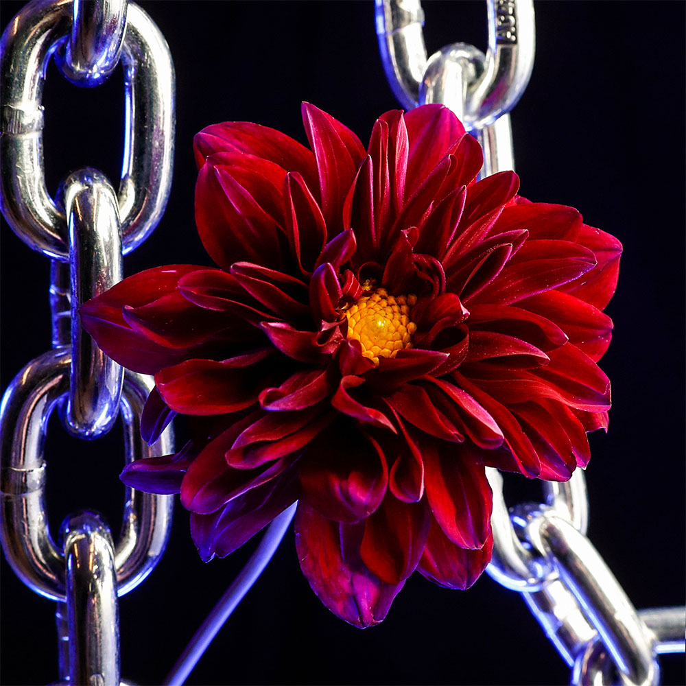 Flower 27