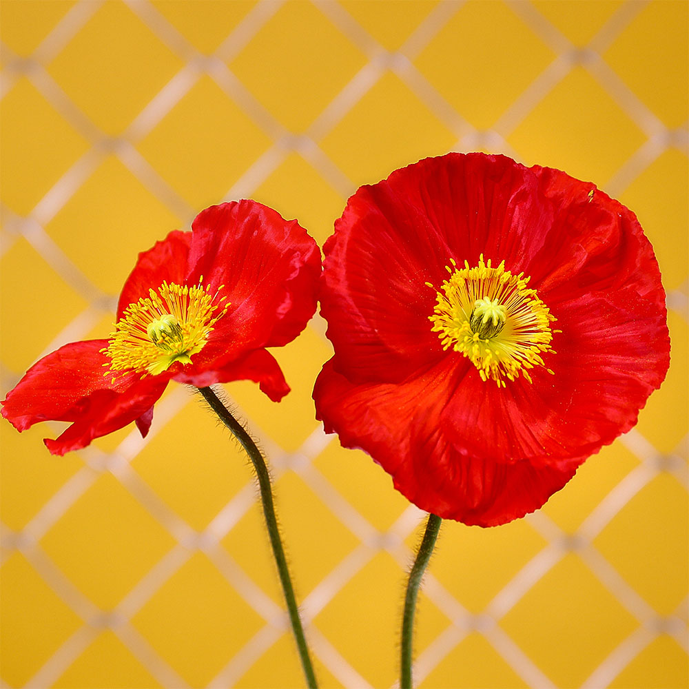 Flower 28