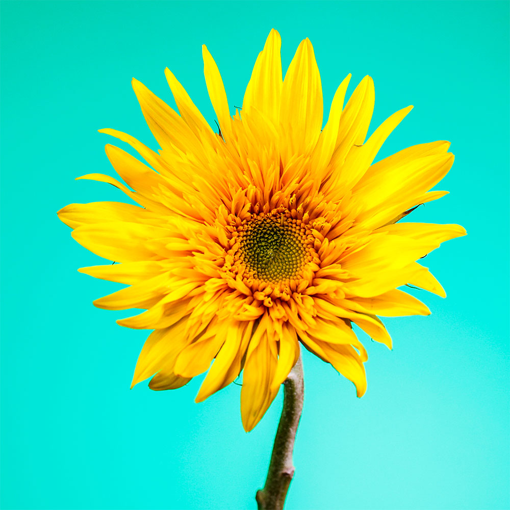 Flower 29