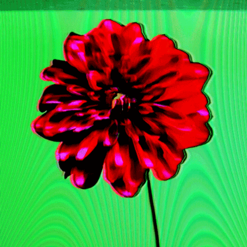 Flower 03 (animated)