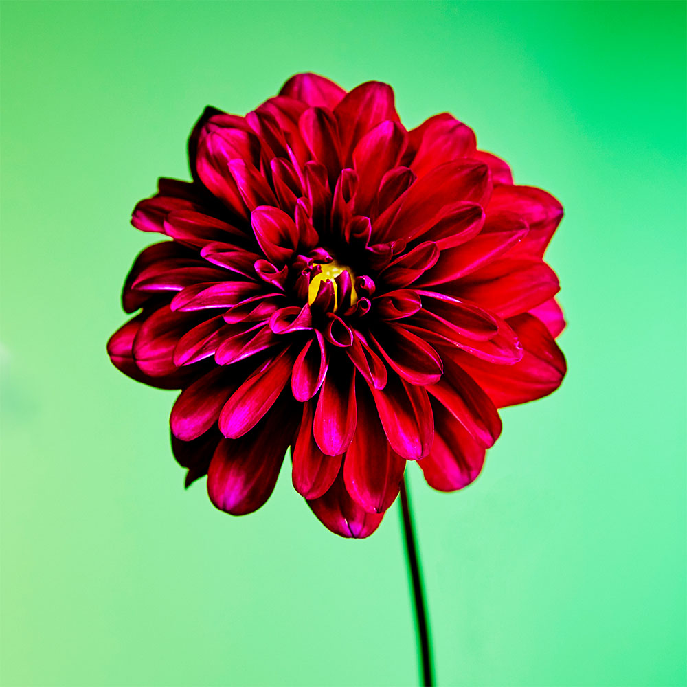Flower 03