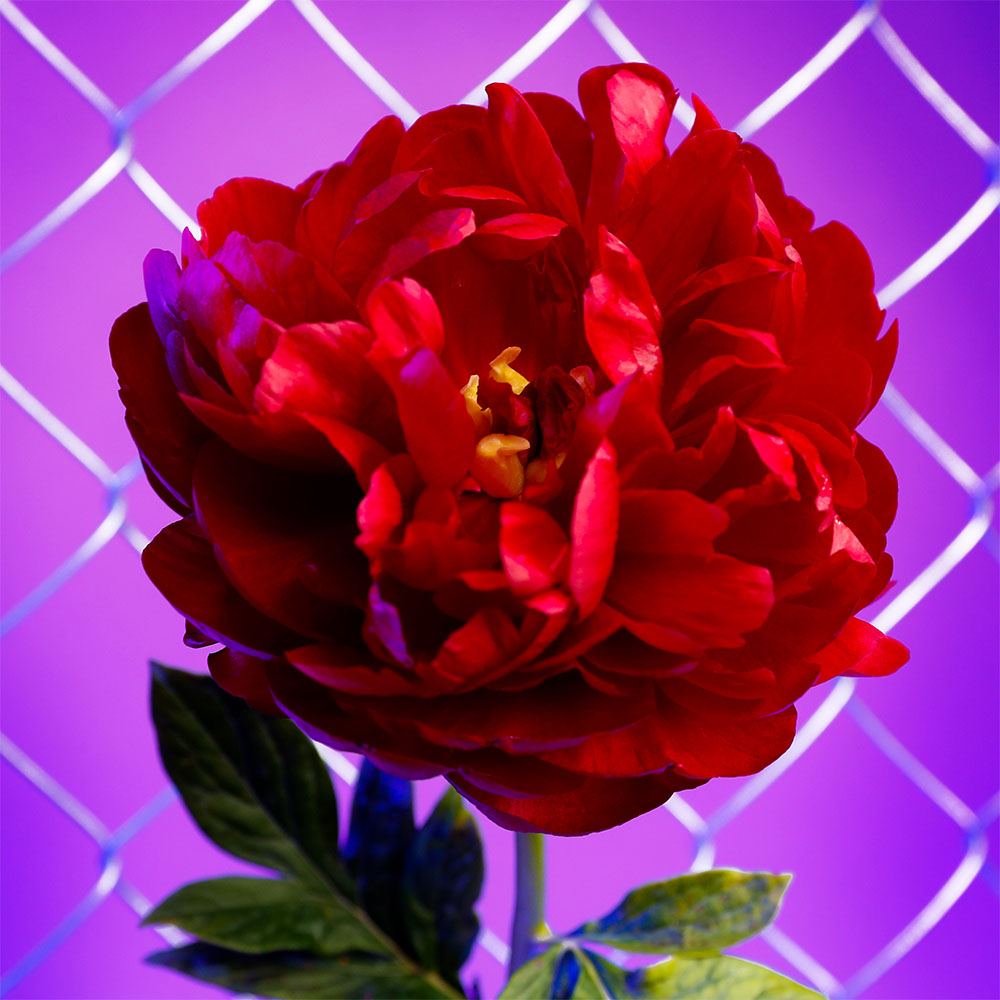 Flower 30