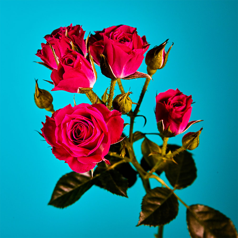 Flower 31