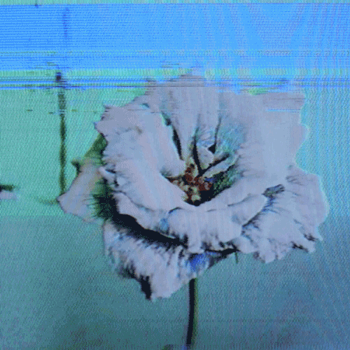 Flower 32 (animated)