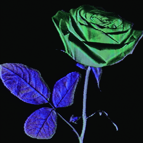 Flower 33 (animated)