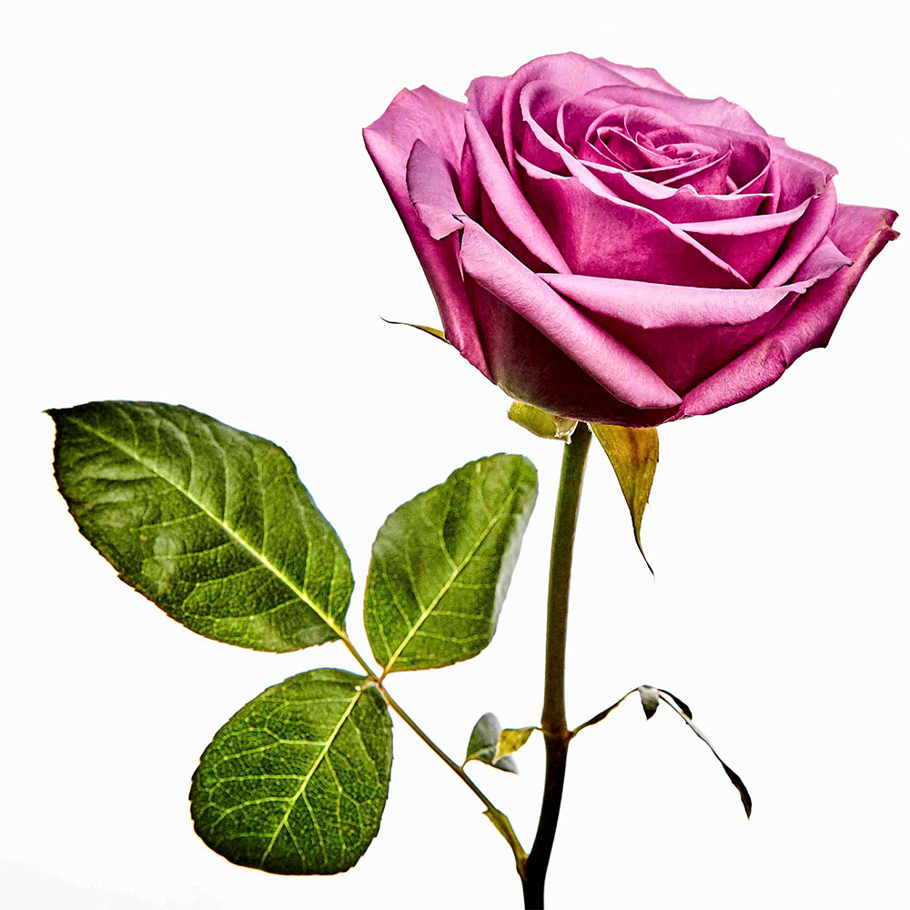 Flower 33