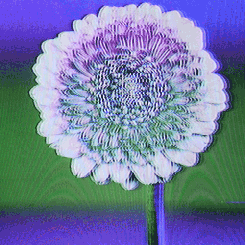 Flower 35 (animated)