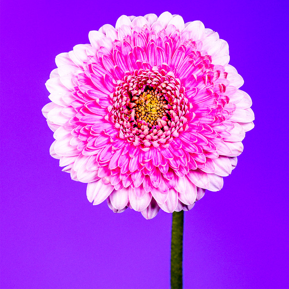 Flower 35