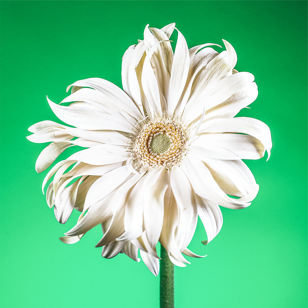 Flower 38