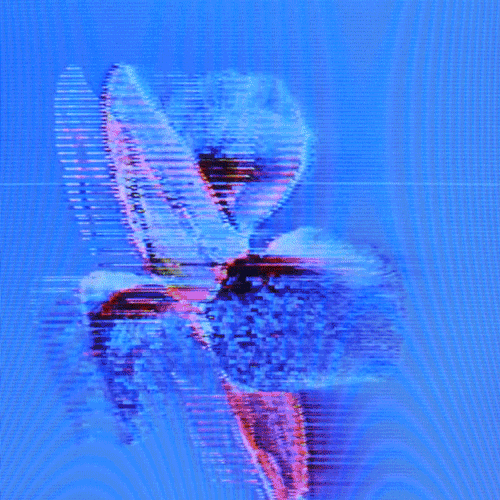 Flower 04 (animated)