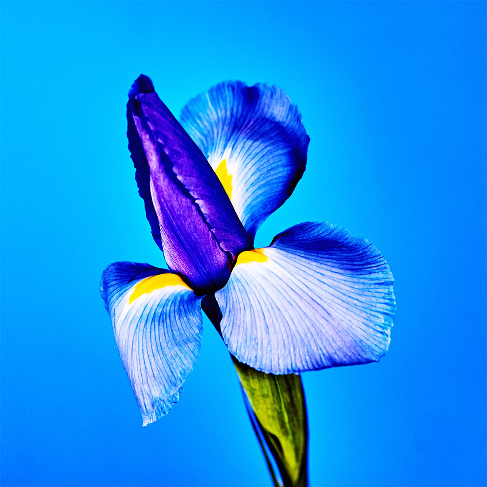 Flower 04