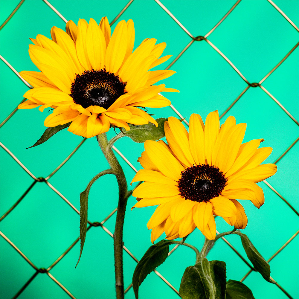 Flower 40