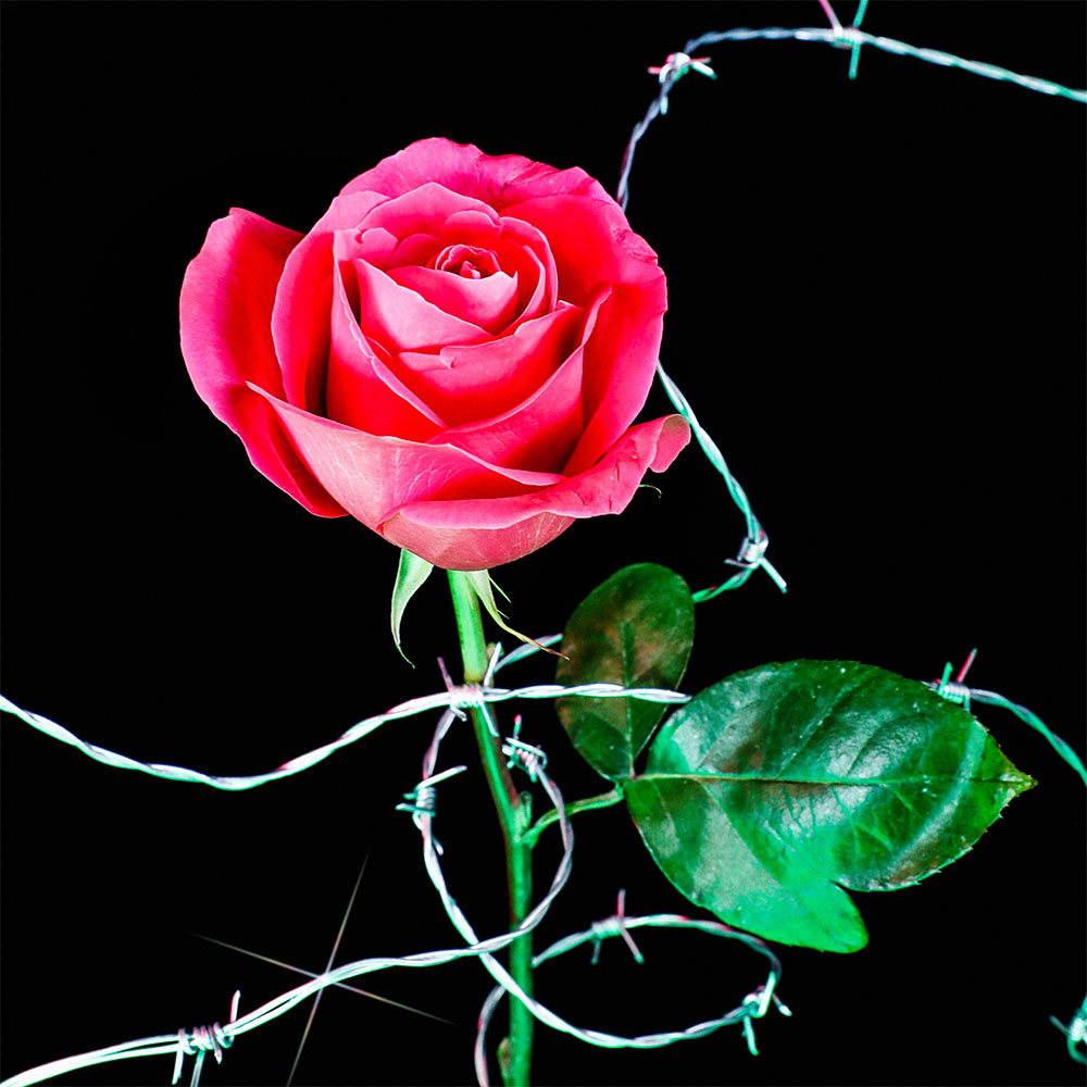 Flower 42