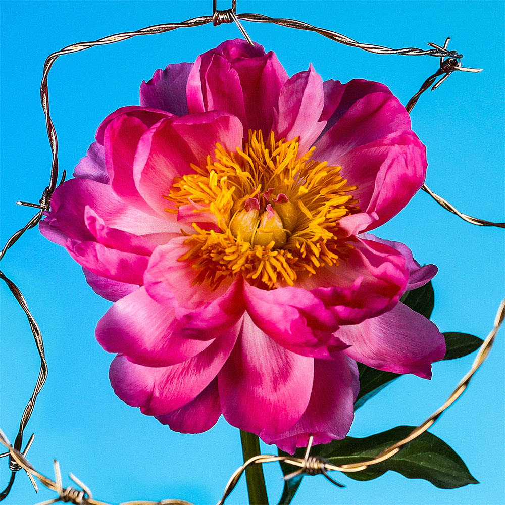Flower 43