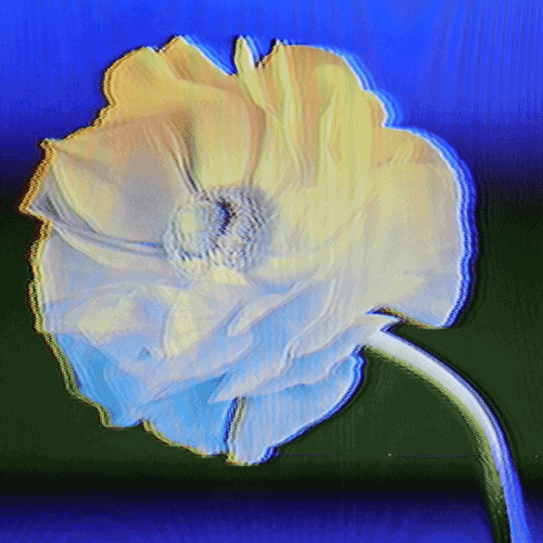 Flower 44 (animated)