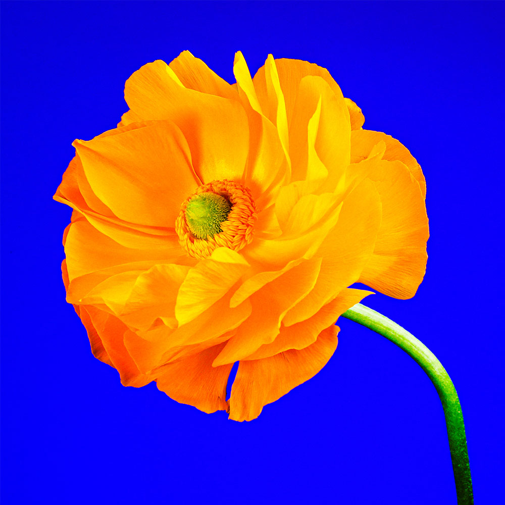 Flower 44