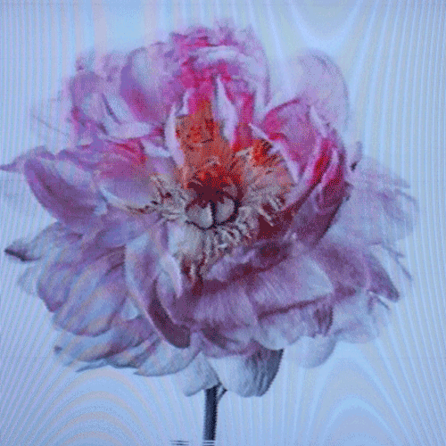 Flower 45 (animated)