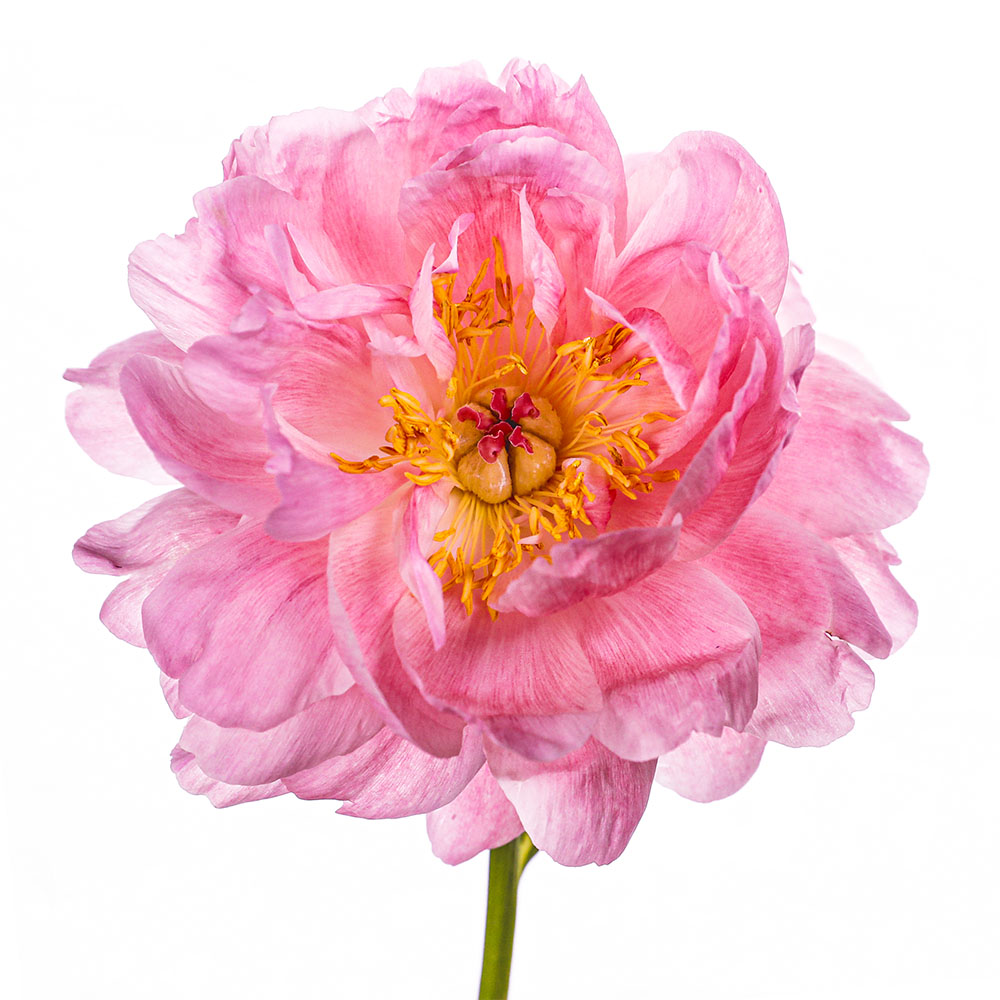 Flower 45