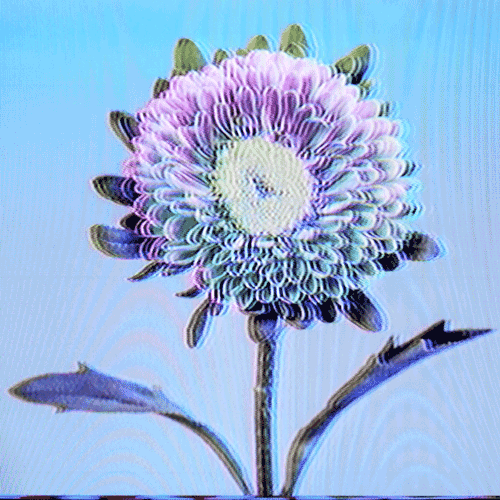 Flower 46 (animated)