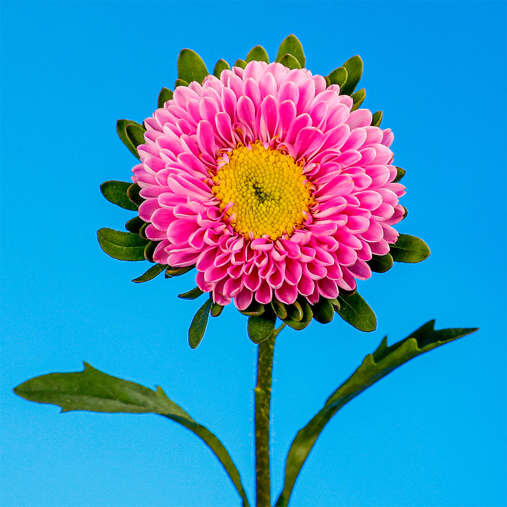 Flower 46