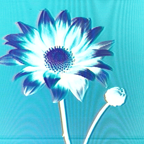 Flower 47 (animated)