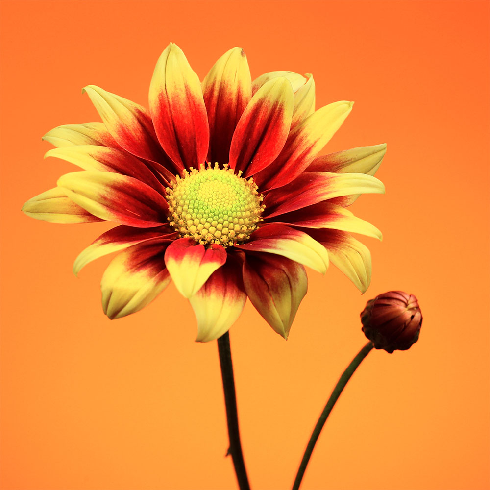 Flower 47