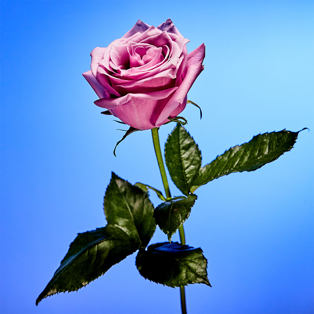 Flower 48