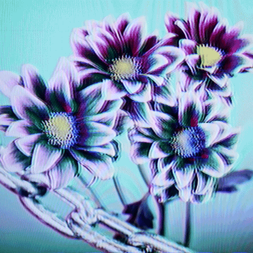 Flower 49 (animated)