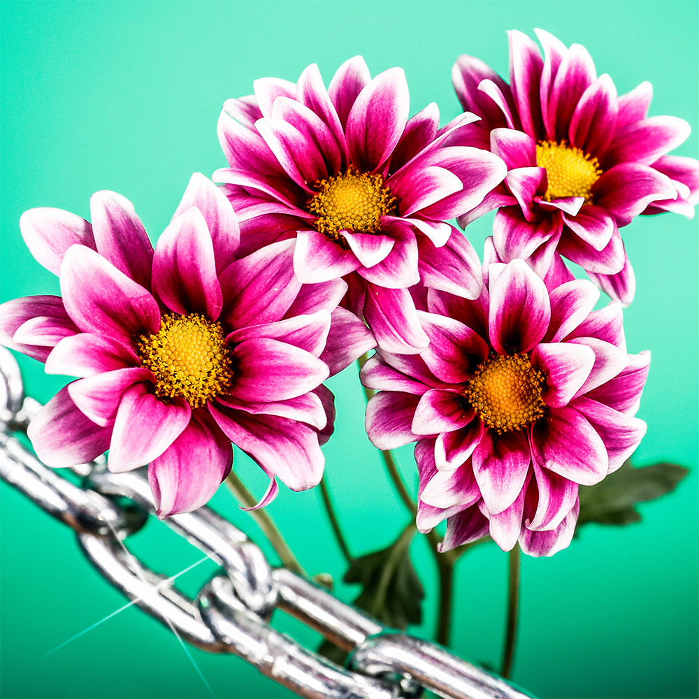 Flower 49