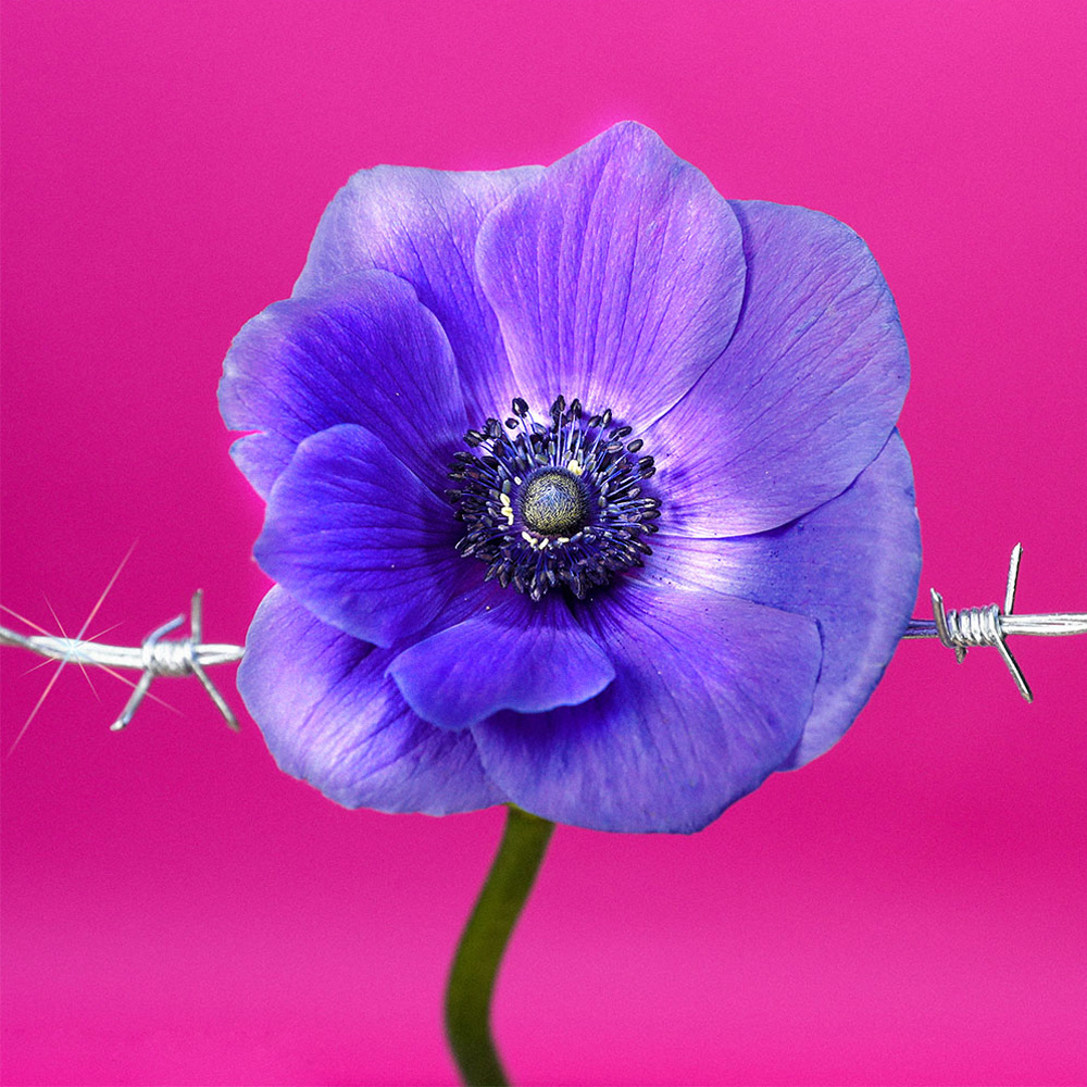 Flower 05