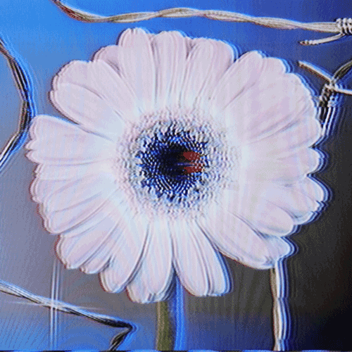 Flower 50 (animated)